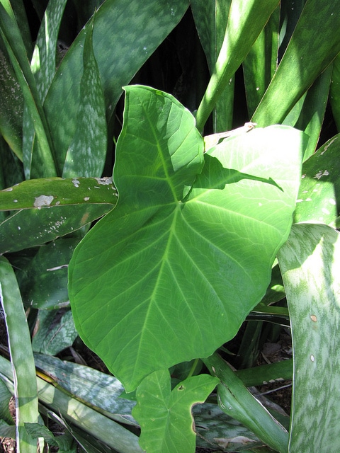 Xanthosoma robustum