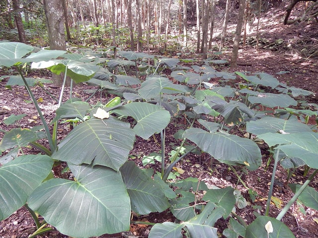 Xanthosoma robustum