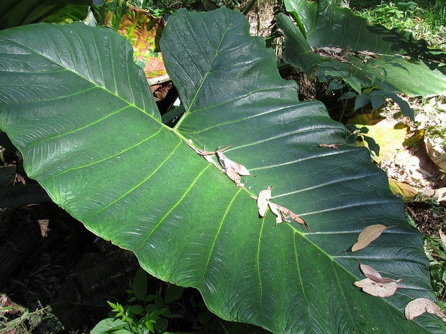 Xanthosoma robustum