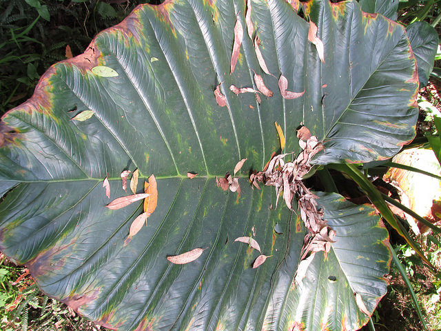 Xanthosoma robustum (Xanthosoma robustum)