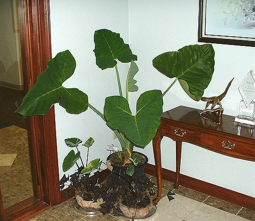 Macabo (Xanthosoma sagittifolium)