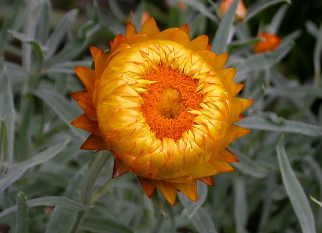 Immortelle à bractées