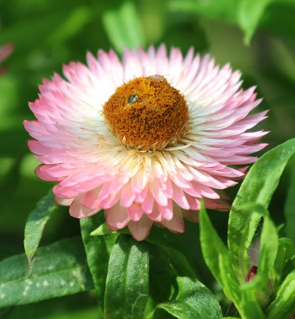 Immortelle à bractées