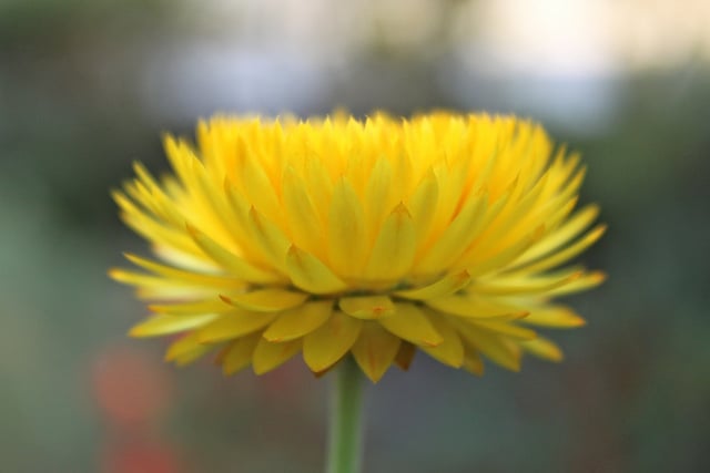 Immortelle à bractées