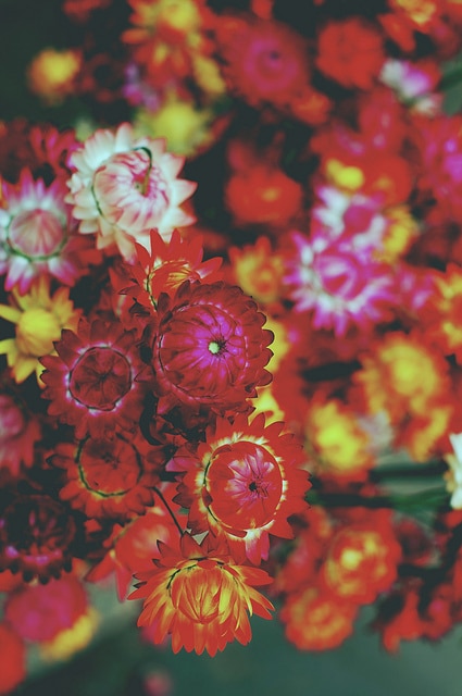 Immortelle à bractées