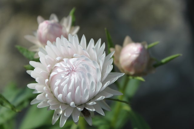 Immortelle à bractées