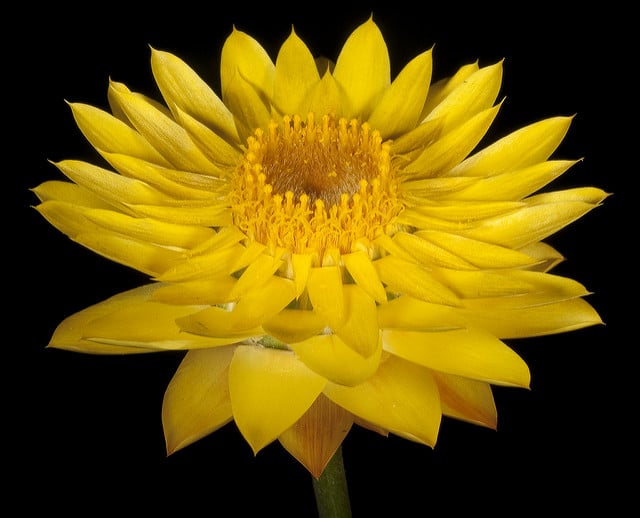 Immortelle à bractées (Xerochrysum bracteatum)