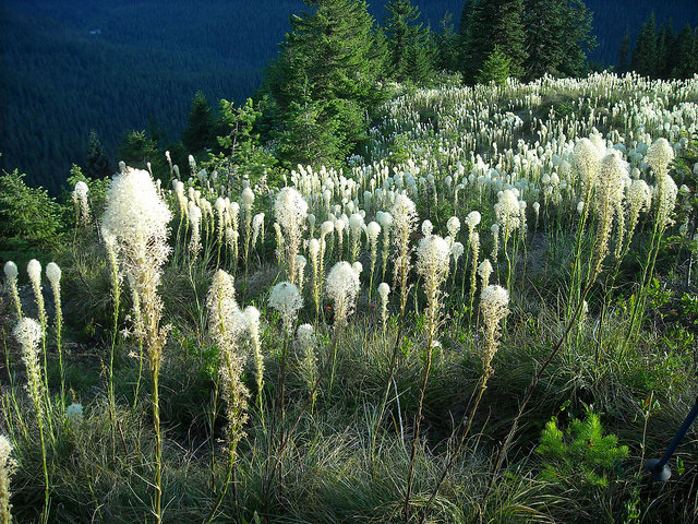 Xerophyllum tenax