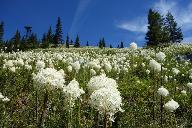 Xerophyllum tenax