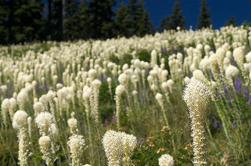 Xerophyllum tenax