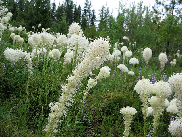Xerophyllum tenax (Xerophyllum tenax)