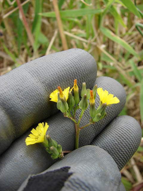 Youngia japonica