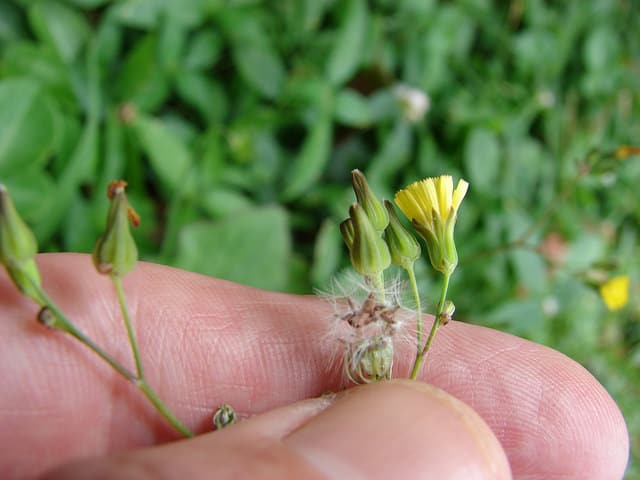 Youngia japonica