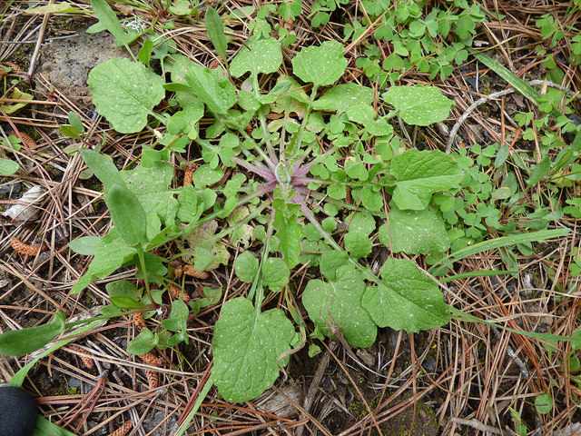Youngia japonica