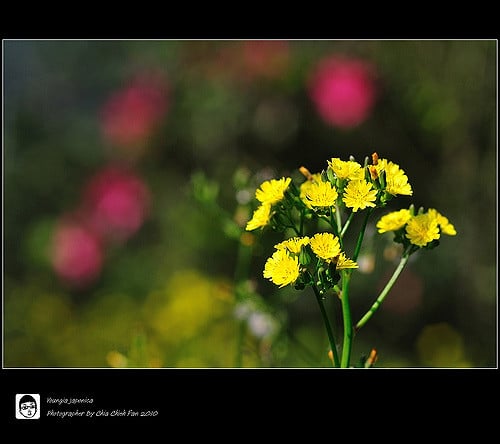 Youngia japonica