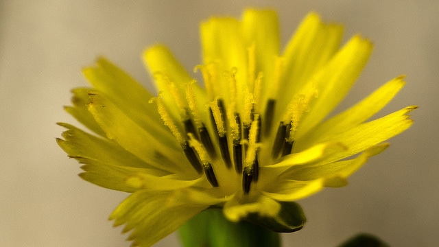 Youngia japonica