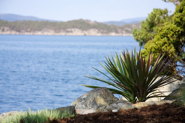 Yucca aloifolia
