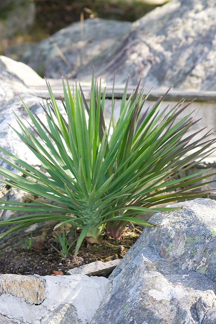 Yucca aloifolia