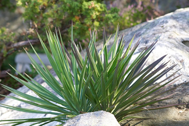 Yucca aloifolia
