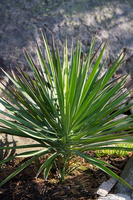Yucca aloifolia