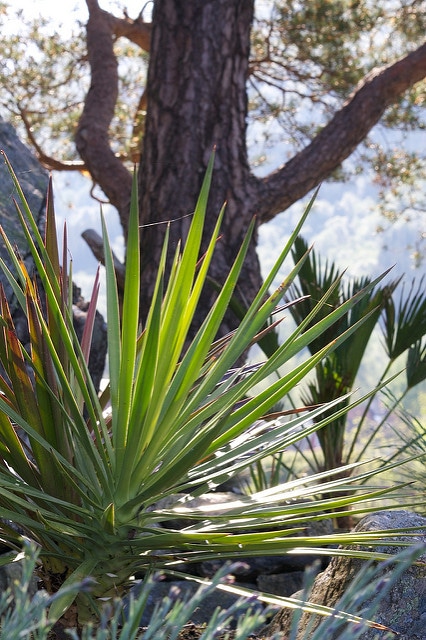 Yucca aloifolia