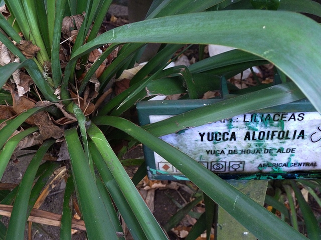 Yucca aloifolia (Yucca aloifolia)
