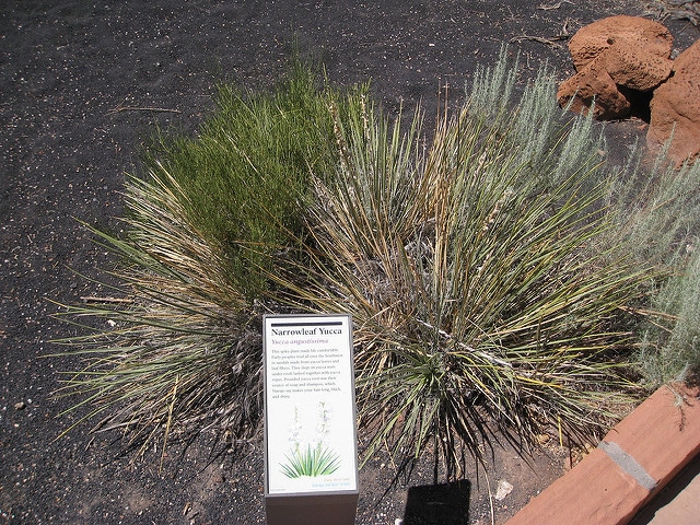 Yucca angustissima