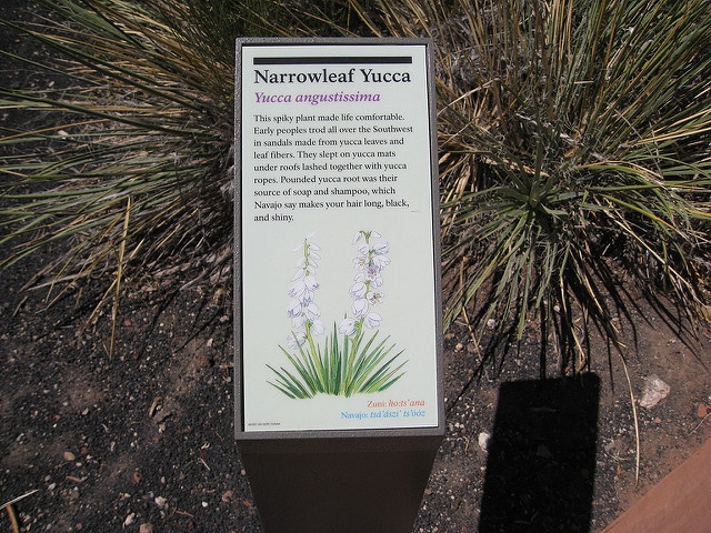 Yucca angustissima