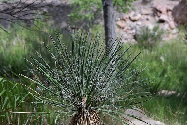 Yucca angustissima