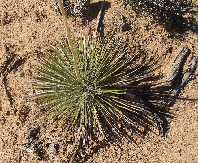 Yucca angustissima