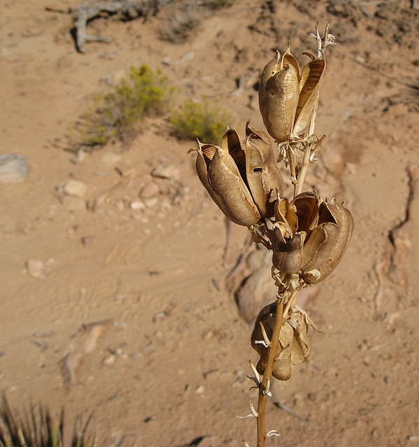 Yucca angustissima