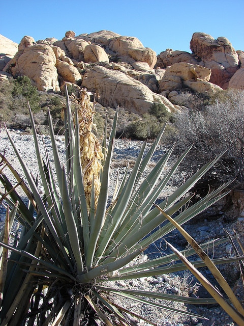 Yucca baccata