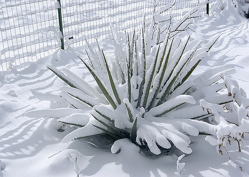 Yucca baccata