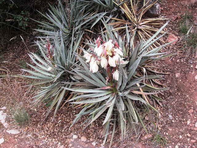 Yucca baccata