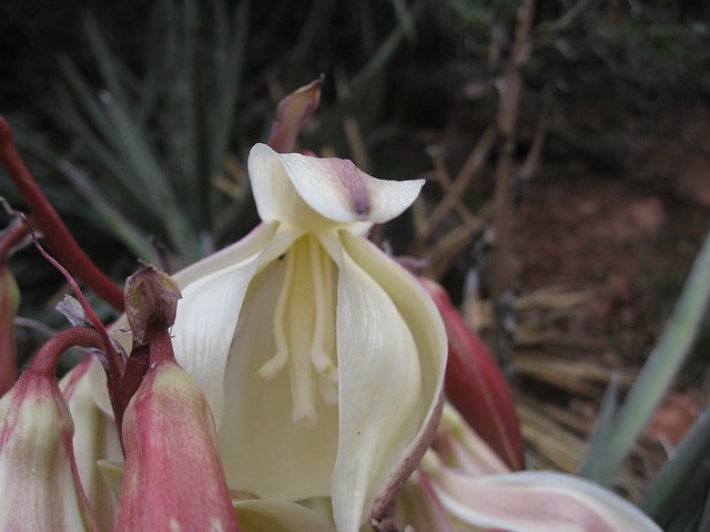 Yucca baccata