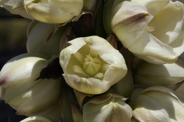 Yucca baileyi
