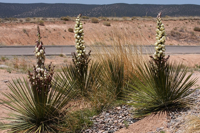 Yucca baileyi