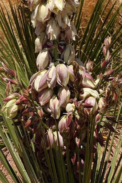 Yucca baileyi