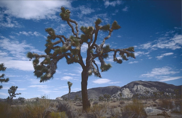 Arbre de josué