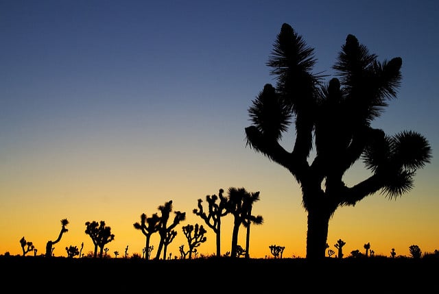 Arbre de josué (Yucca brevifolia)
