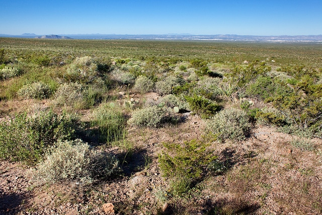 Yucca cernua