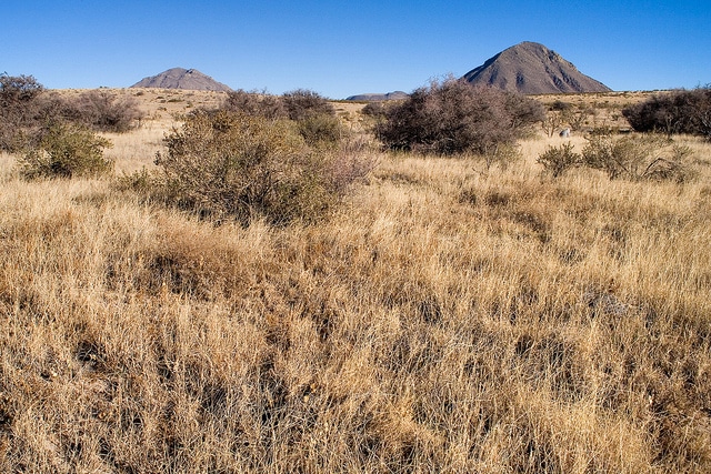Yucca cernua