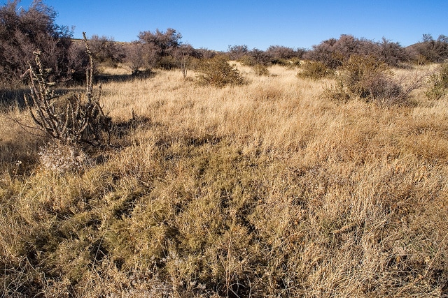Yucca cernua