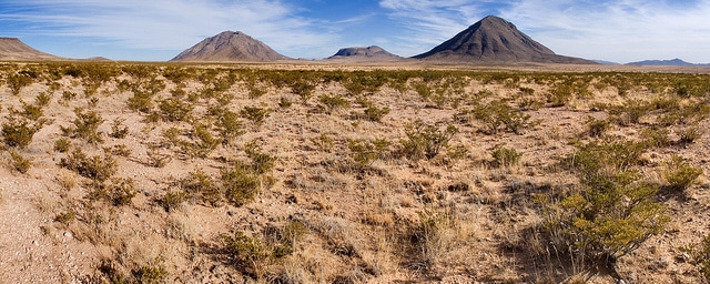 Yucca cernua (Yucca cernua)