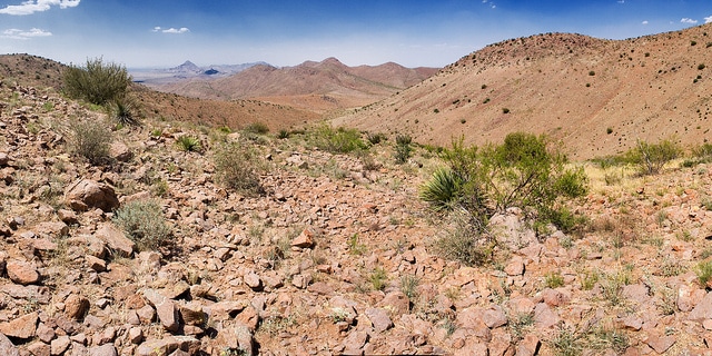 Yucca constricta (Yucca constricta)