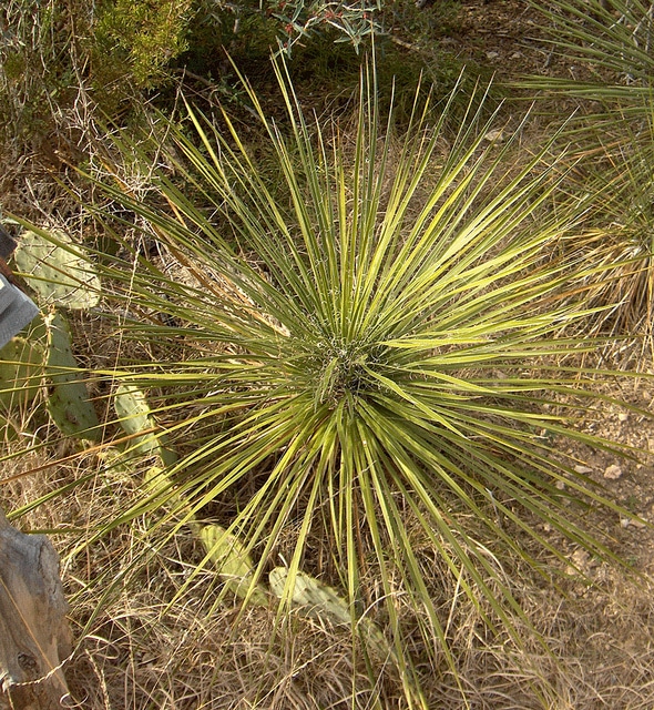 Yucca constricta