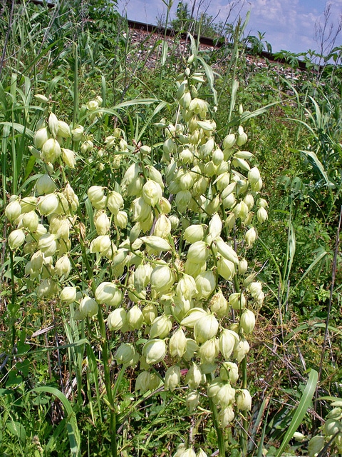 Yucca constricta