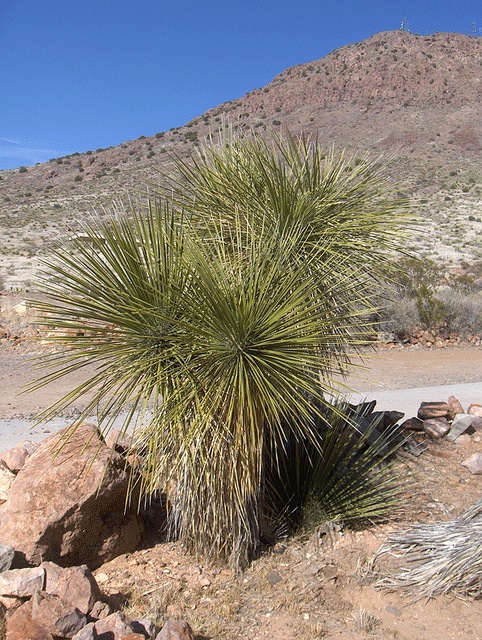 Yucca elata