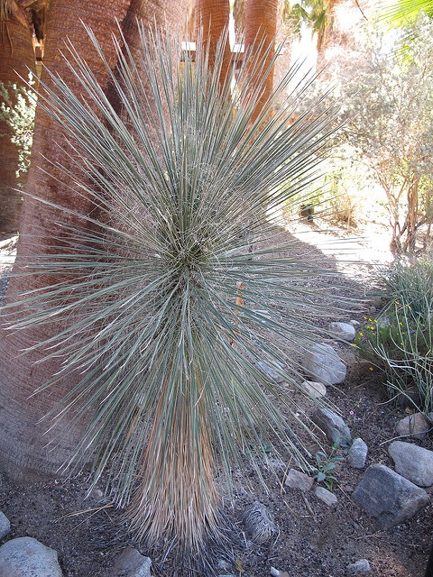 Yucca elata