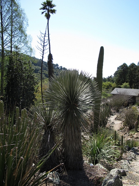 Yucca elata